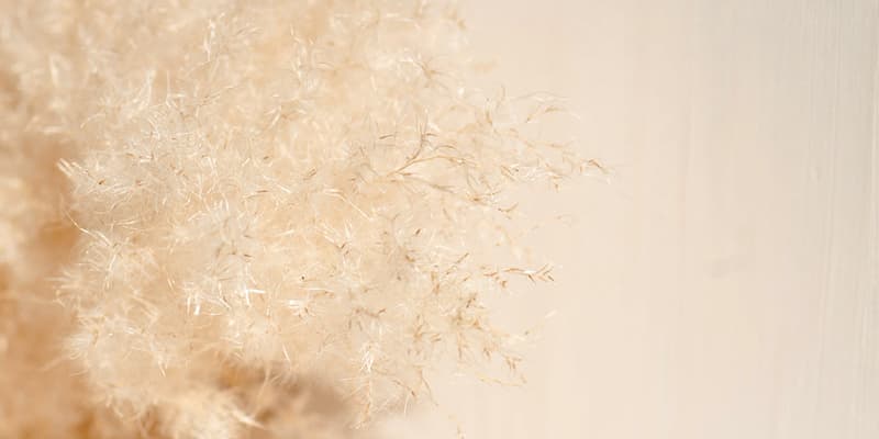 Dried fur on white surface