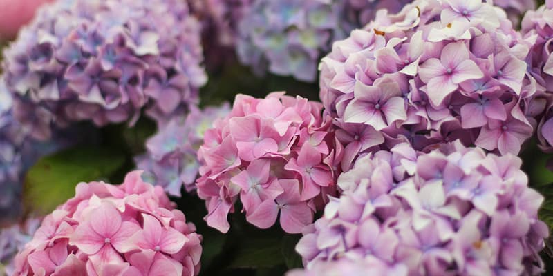 Pink Hydrangeas