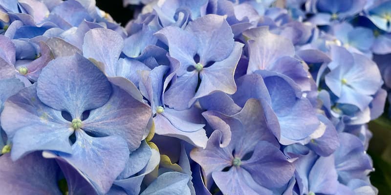 Purple Hydrangeas
