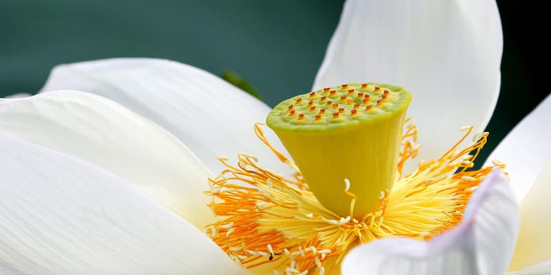 Is this the weirdest flower ever? The Lotus Pod