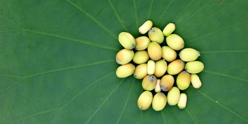 Lotus Seeds