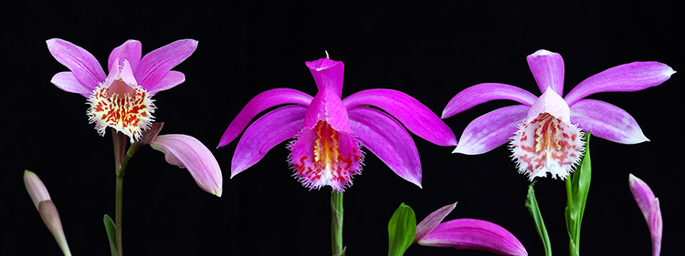 Indian Crocus