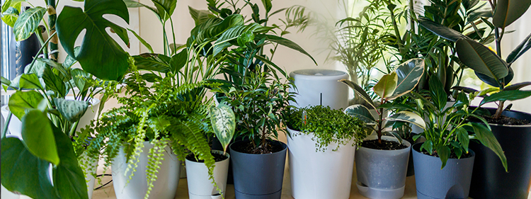 Hardy plants in pots