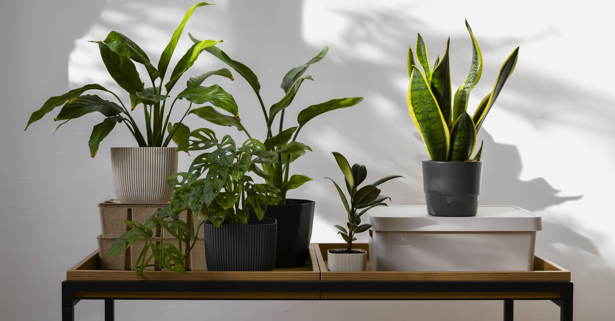 Indoor Plants That Thrive in Sydney Apartments