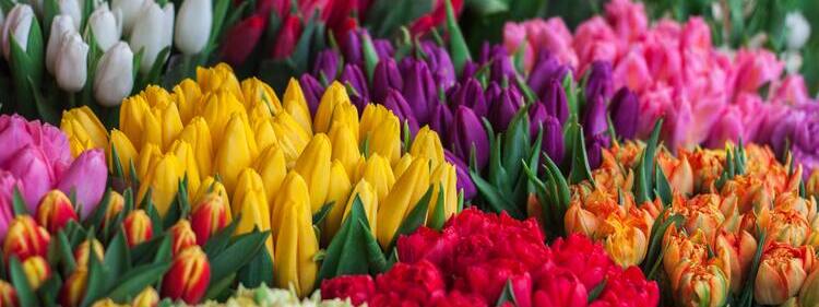 Multicolour Assorted Flowers