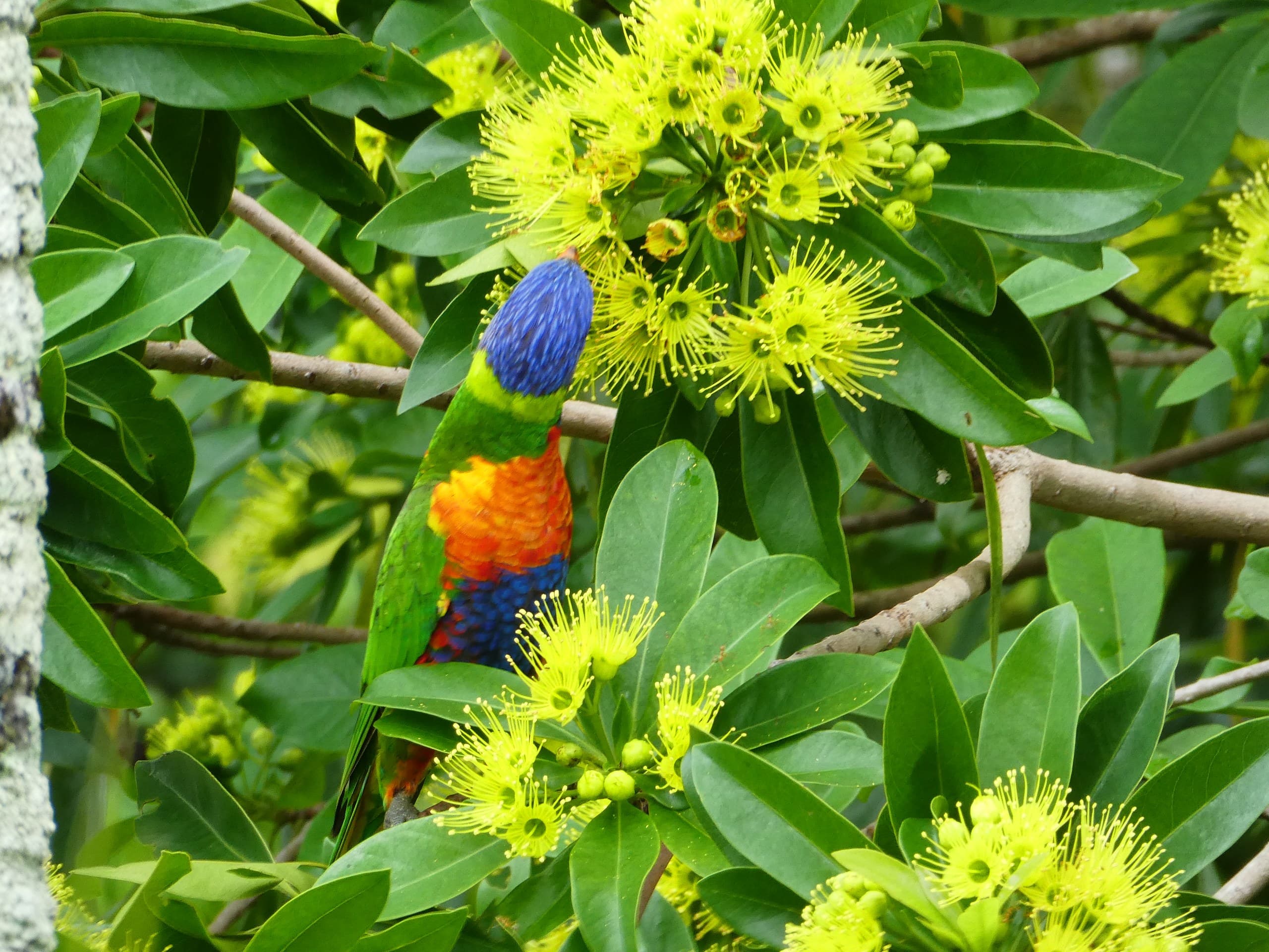 Queensland’s Iconic Tropical Flowers: A Guide to Native Beauties