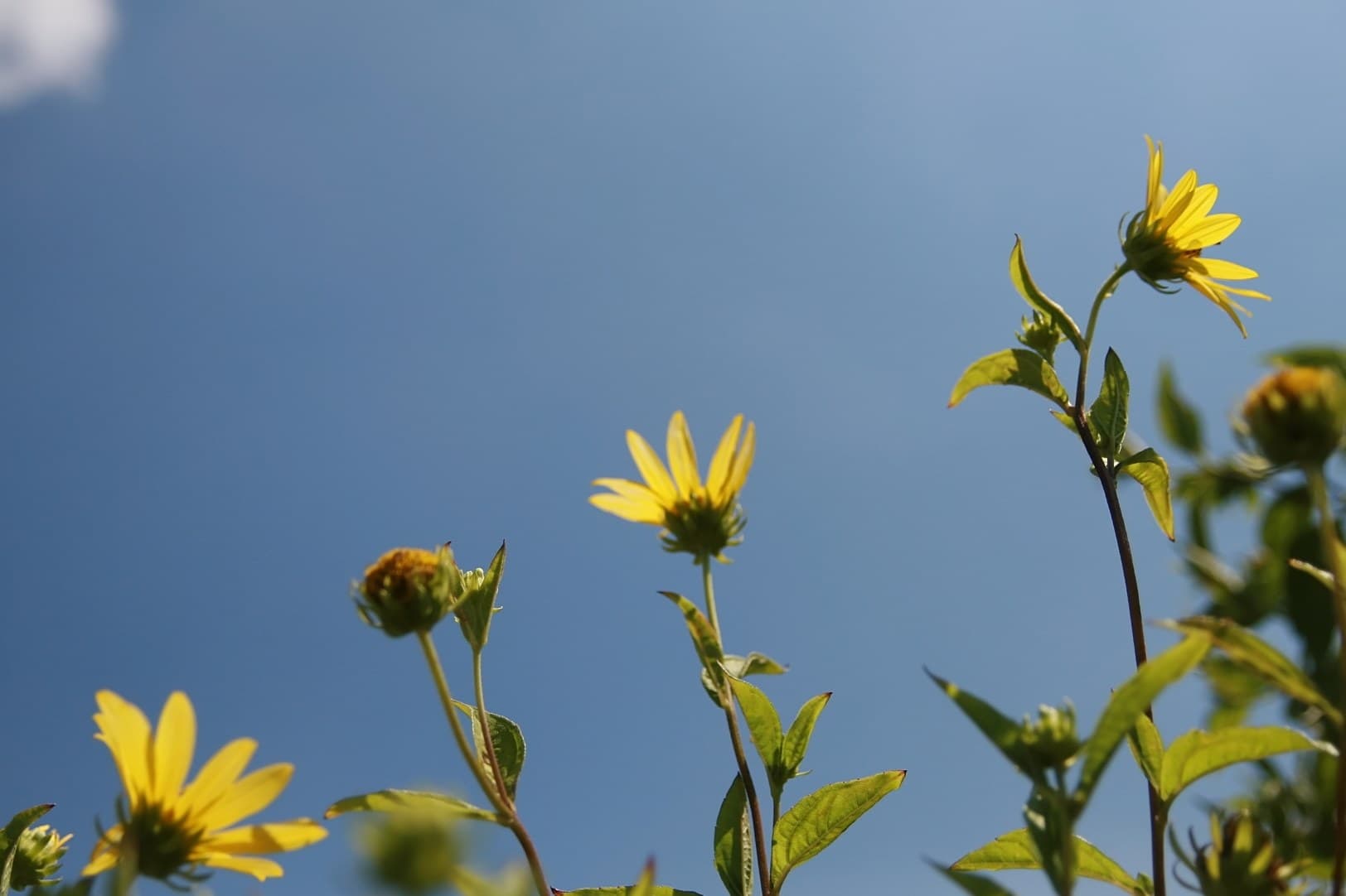 30 Rare and Interesting Sunflower Varieties from Around the World