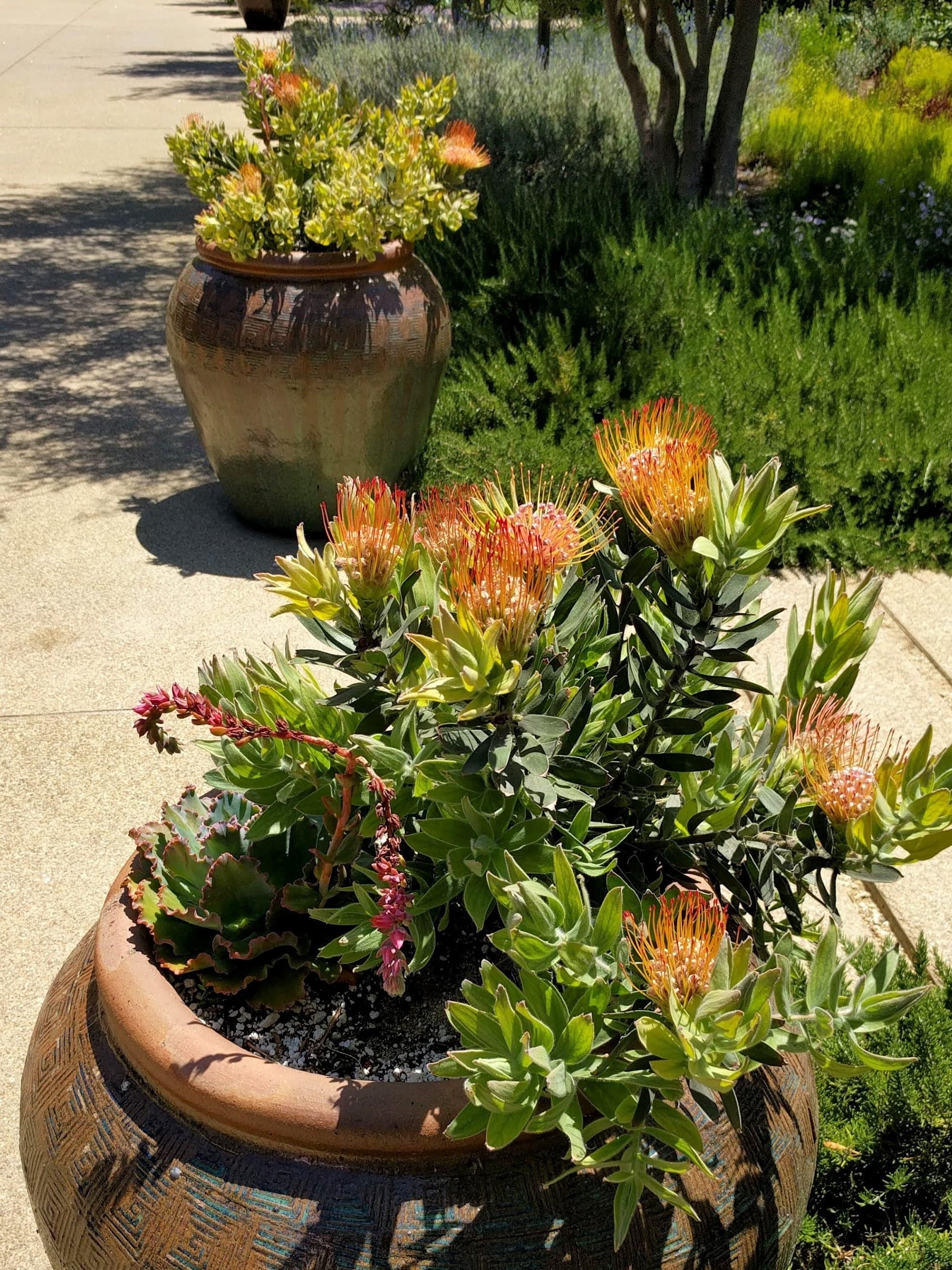 Pink pincushion (Leucospermum) flowers and succulents in terracotta pots