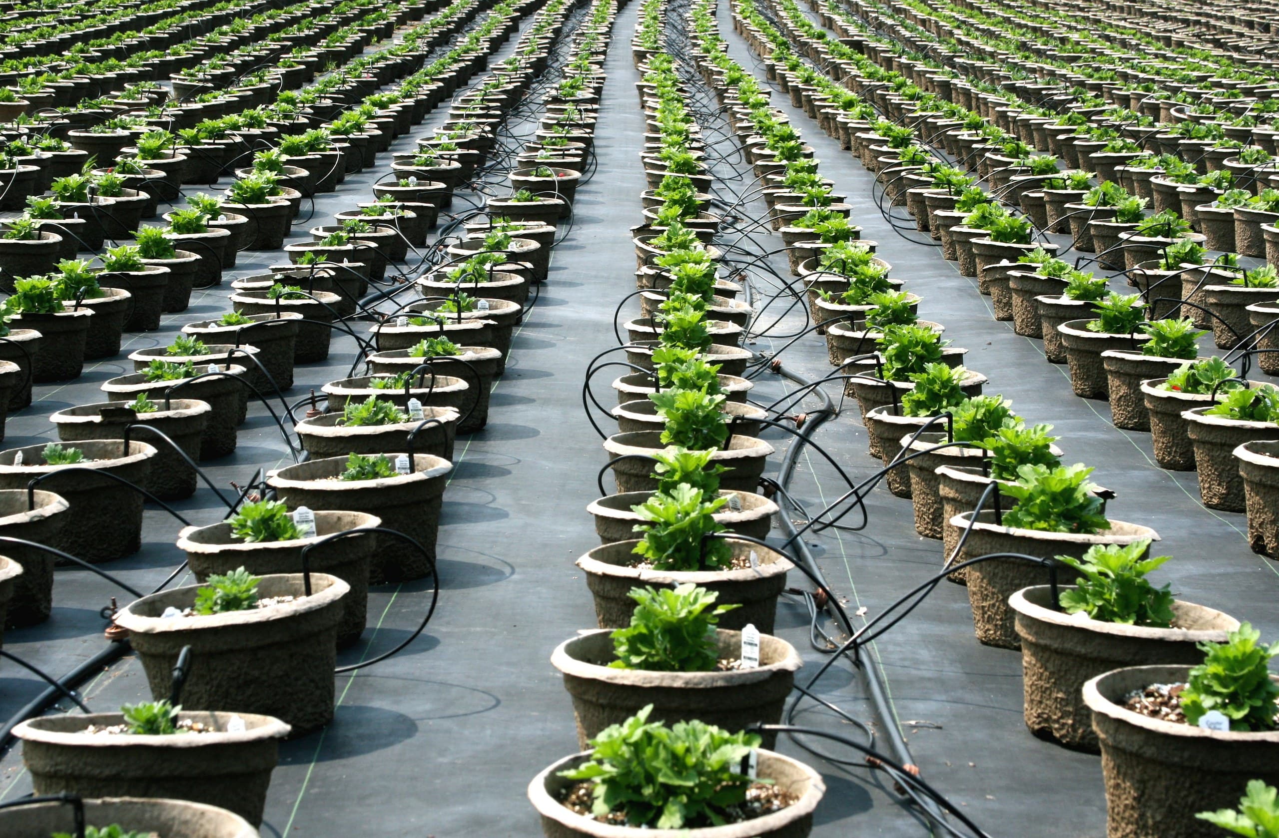 Must-Visit Plant Nurseries and Garden Centres in Sydney