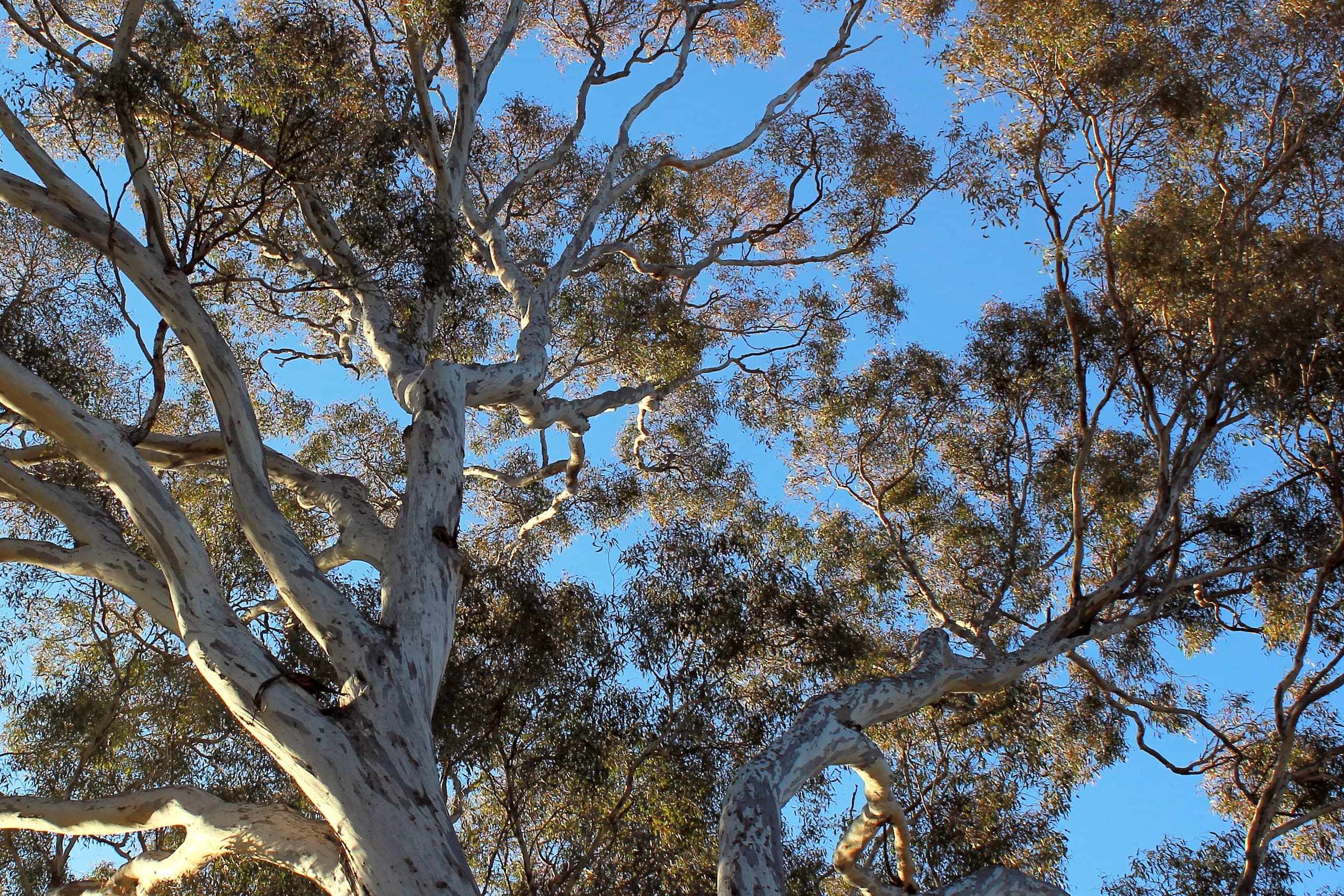 Australia’s Top 21 Evergreen Trees: The Ultimate Growing Guide