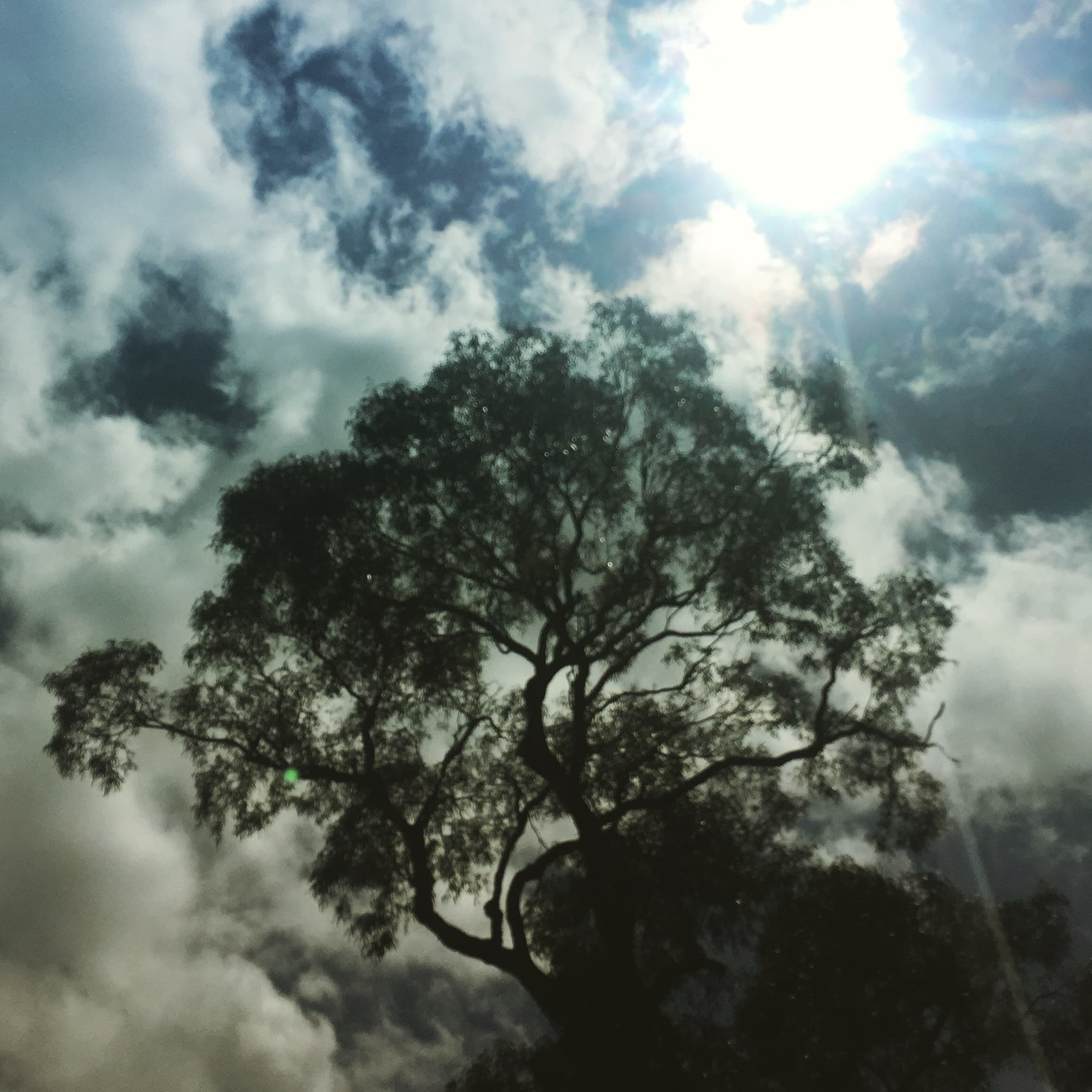 Eucalyptus tree seen from below against a bright, cloudy sky