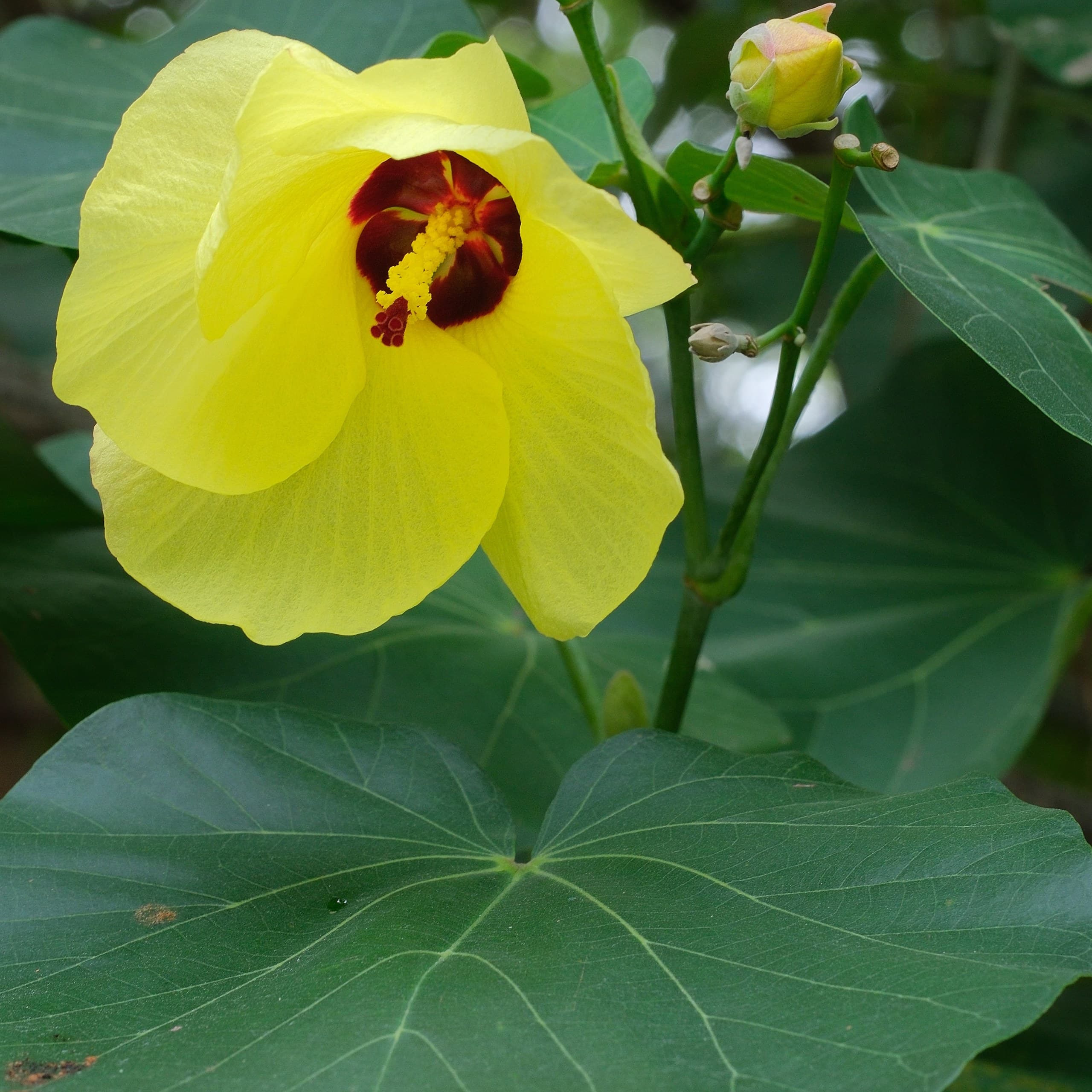 Yellow sea hibiscus (Hibiscus tiliaceus) flower with its heart-shaped leaves