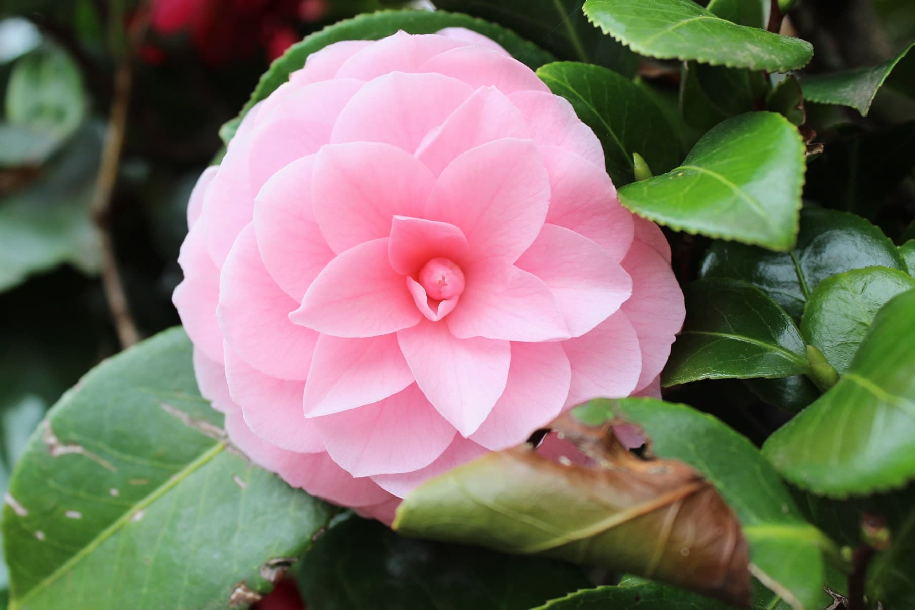Pink formal double camellia flower among glossy green leaves