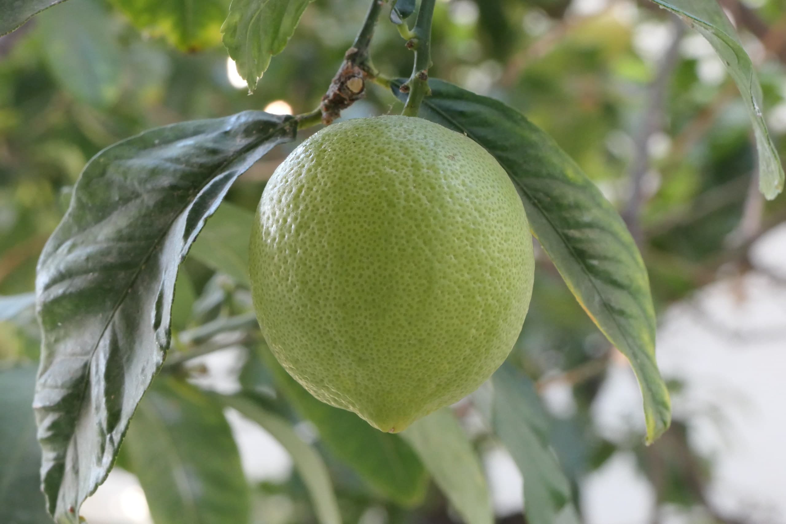 Lemon ripening among glossy leaves on an evergreen lemon tree