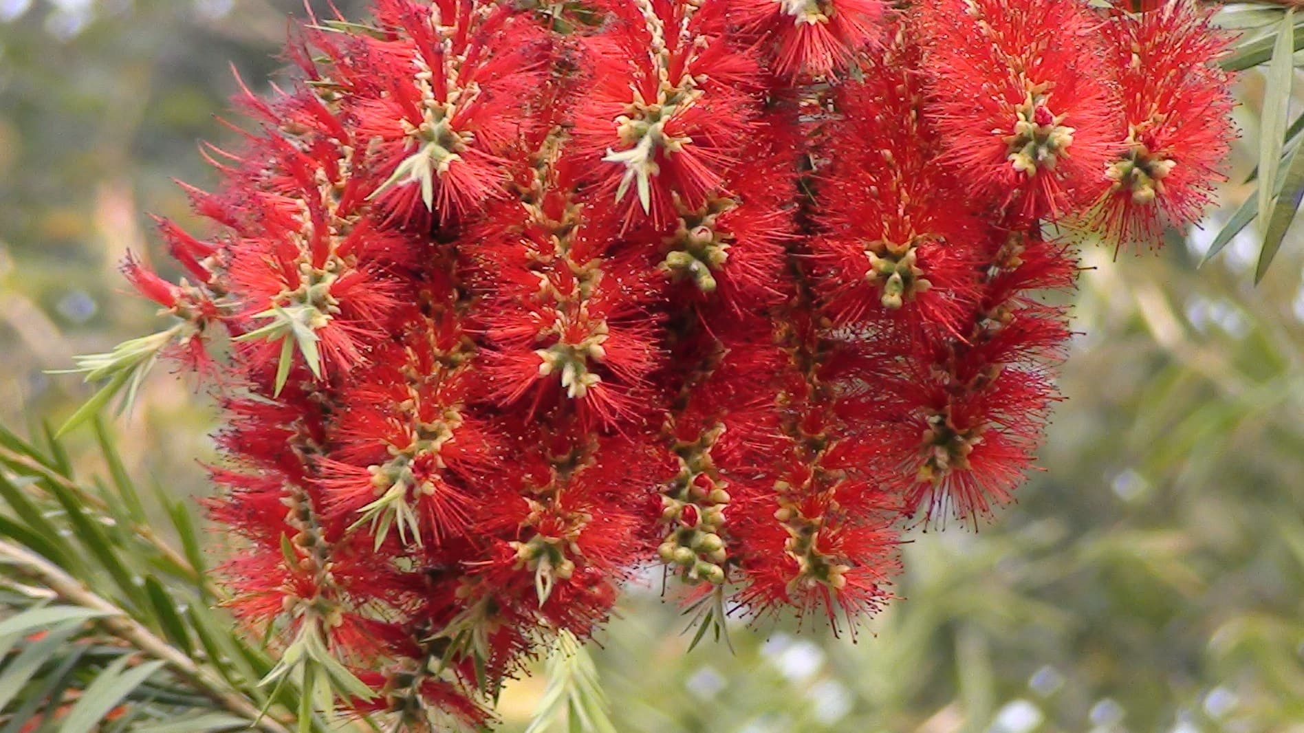 Red bottlebrush (Callistemon) flowers with narrow green leaves