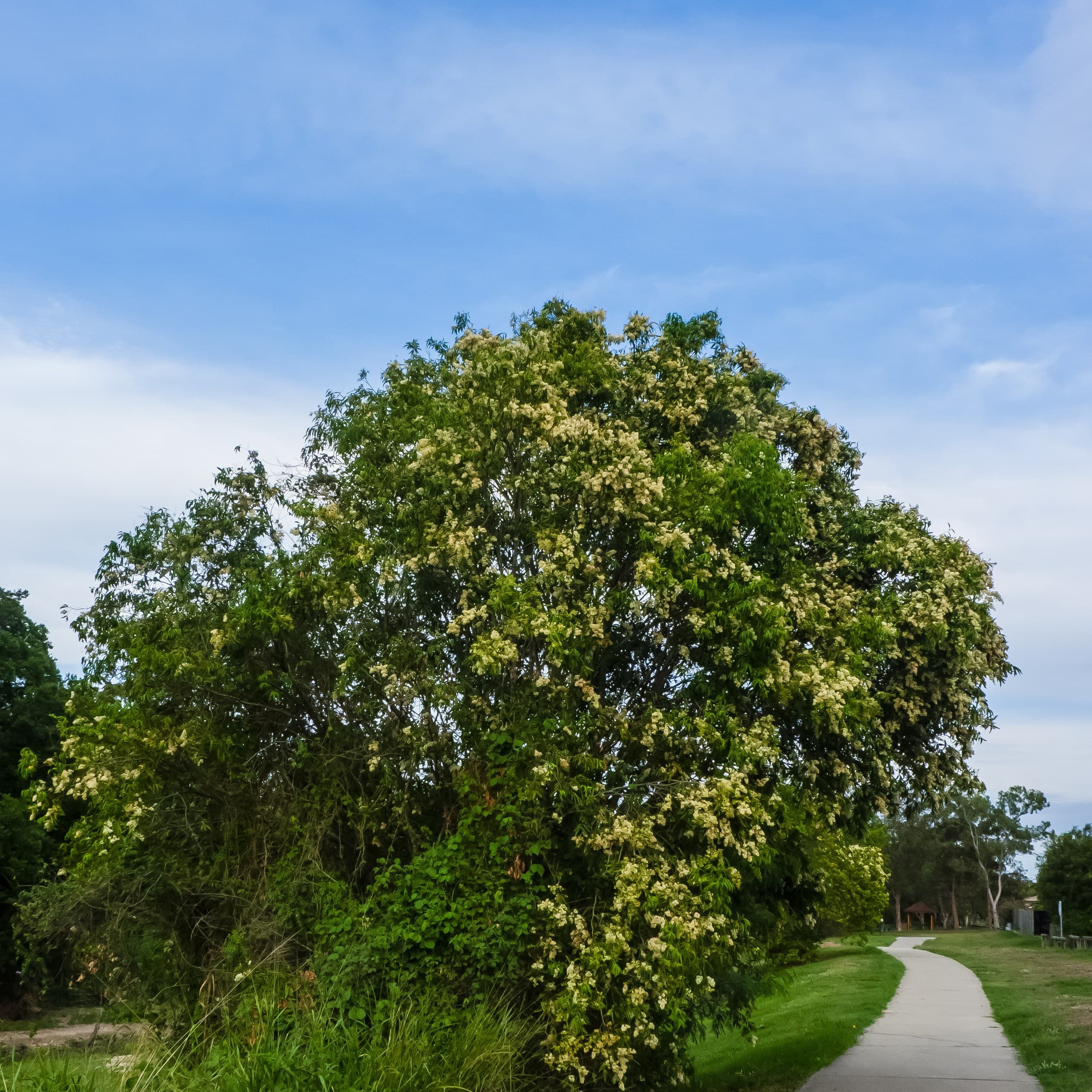 Weeping lilly pilly (Waterhousea floribunda) tree beside a park path