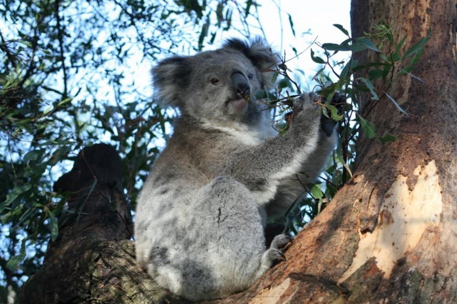 Koala resting in the fork of a eucalyptus tree