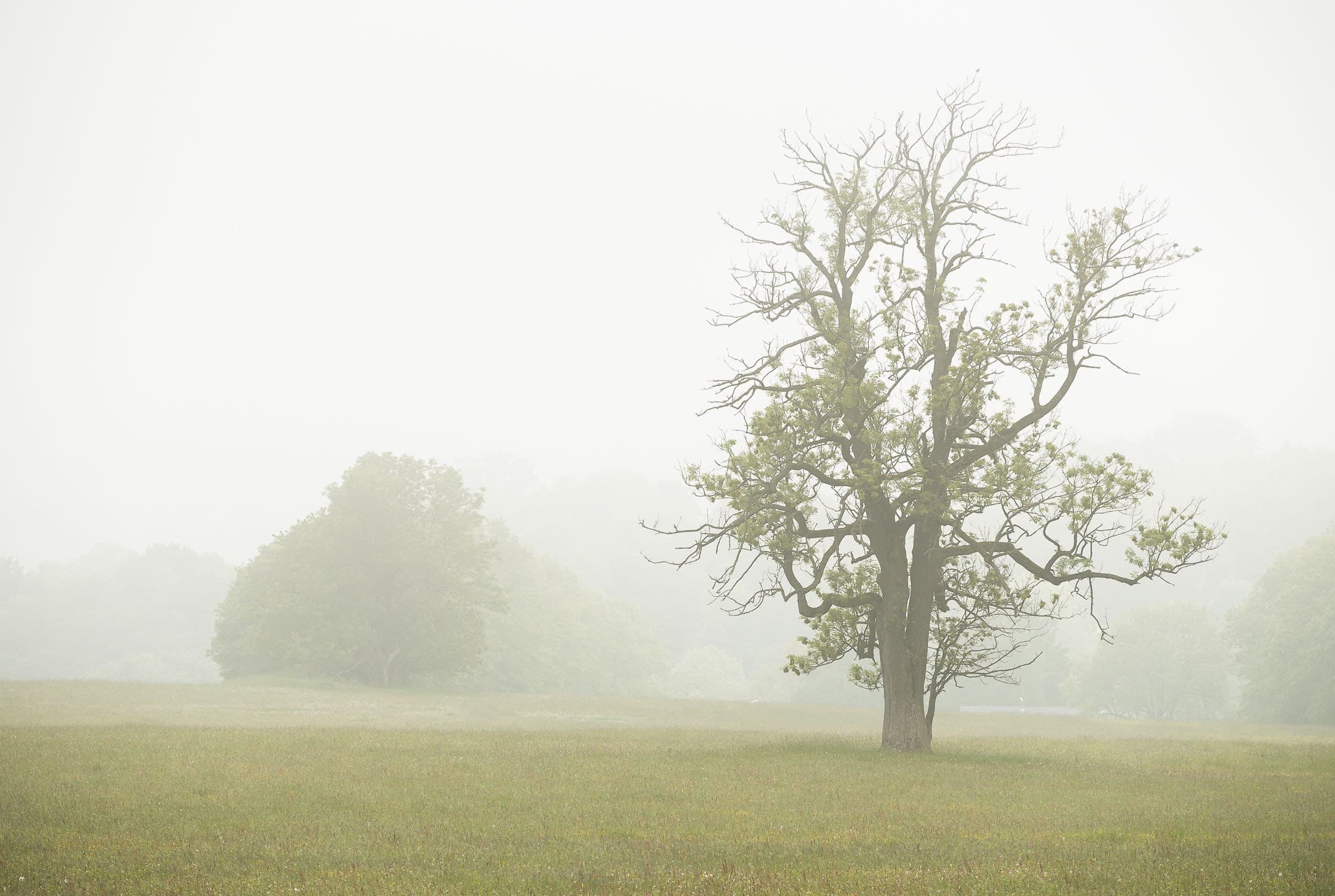 Lone tree in a misty meadow