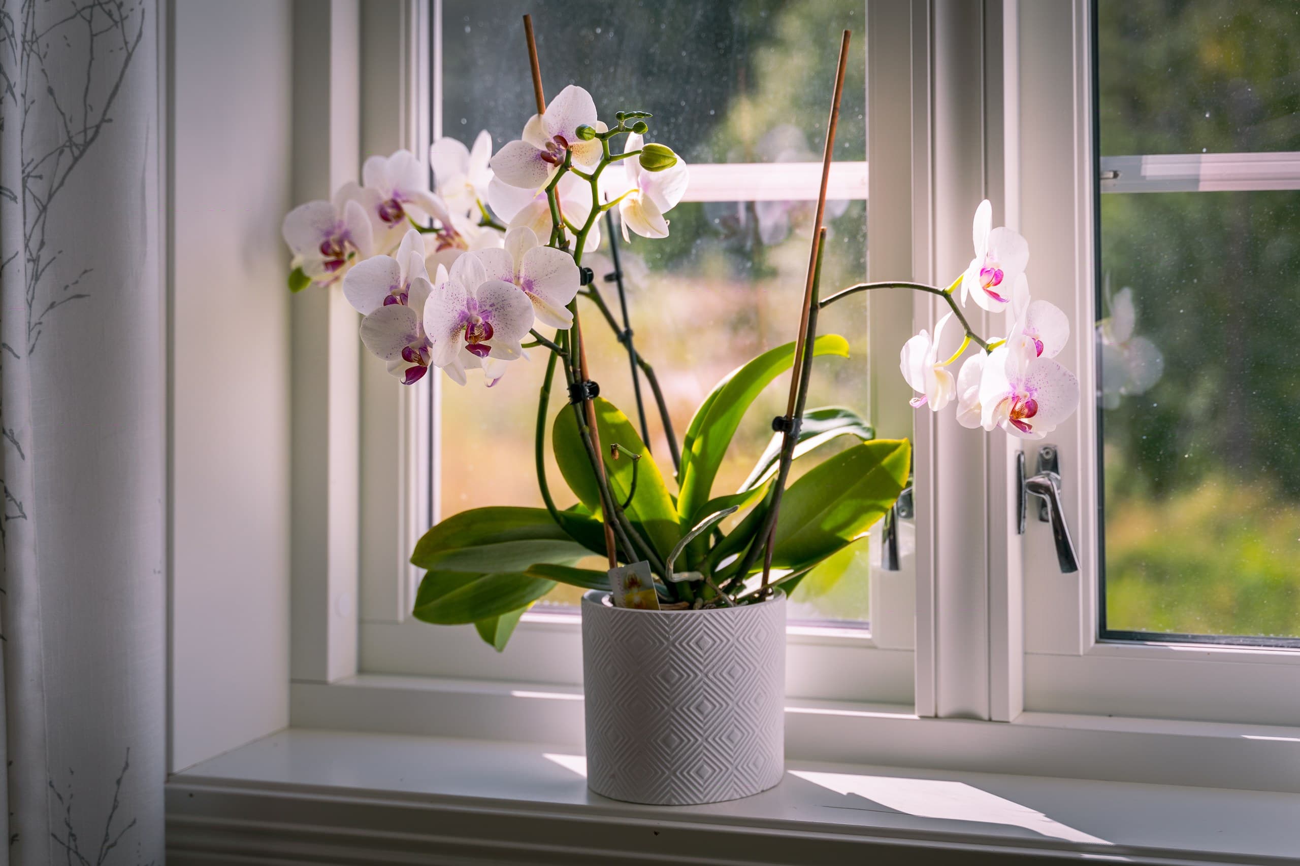 Top 12 Gardening Apps to Help Your Flowers Thrive