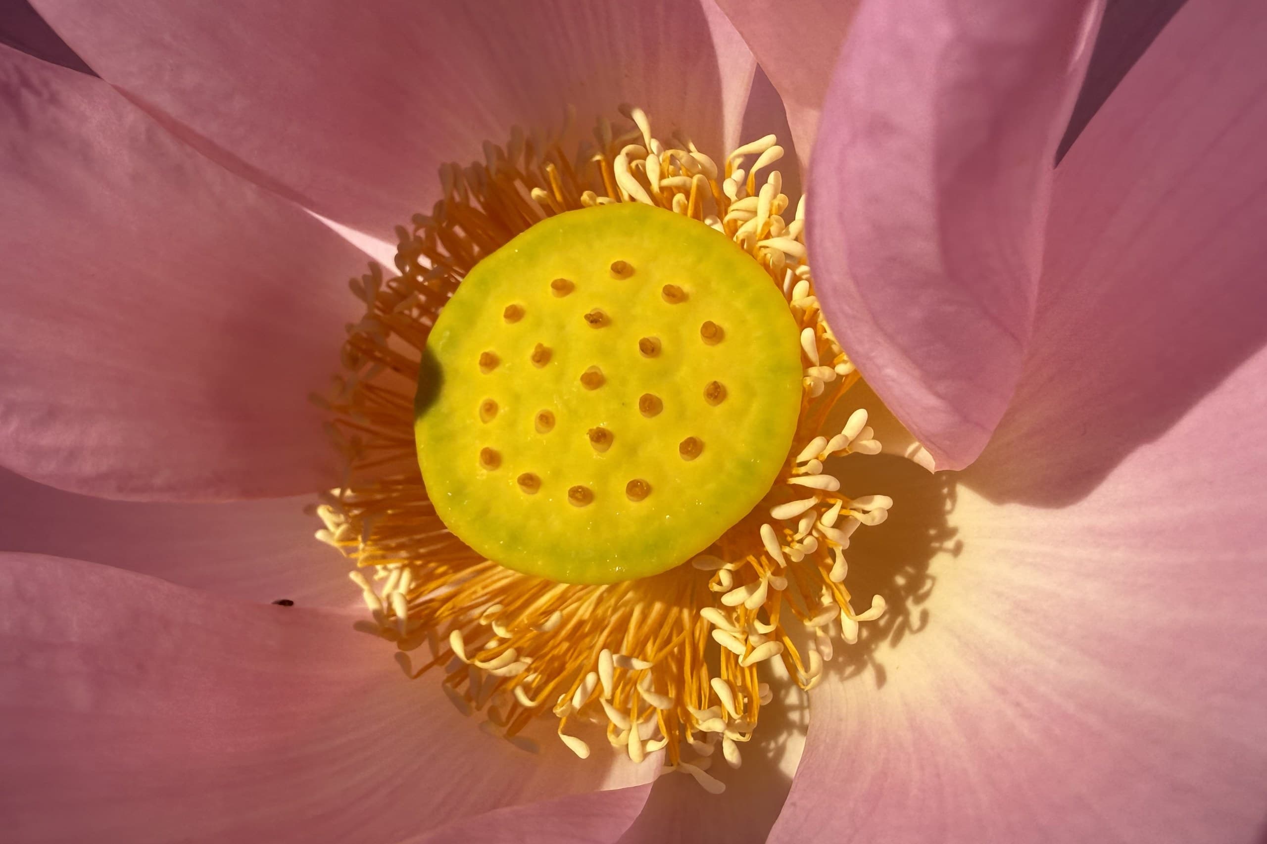 Is This the Weirdest Flower Ever? The Lotus Pod