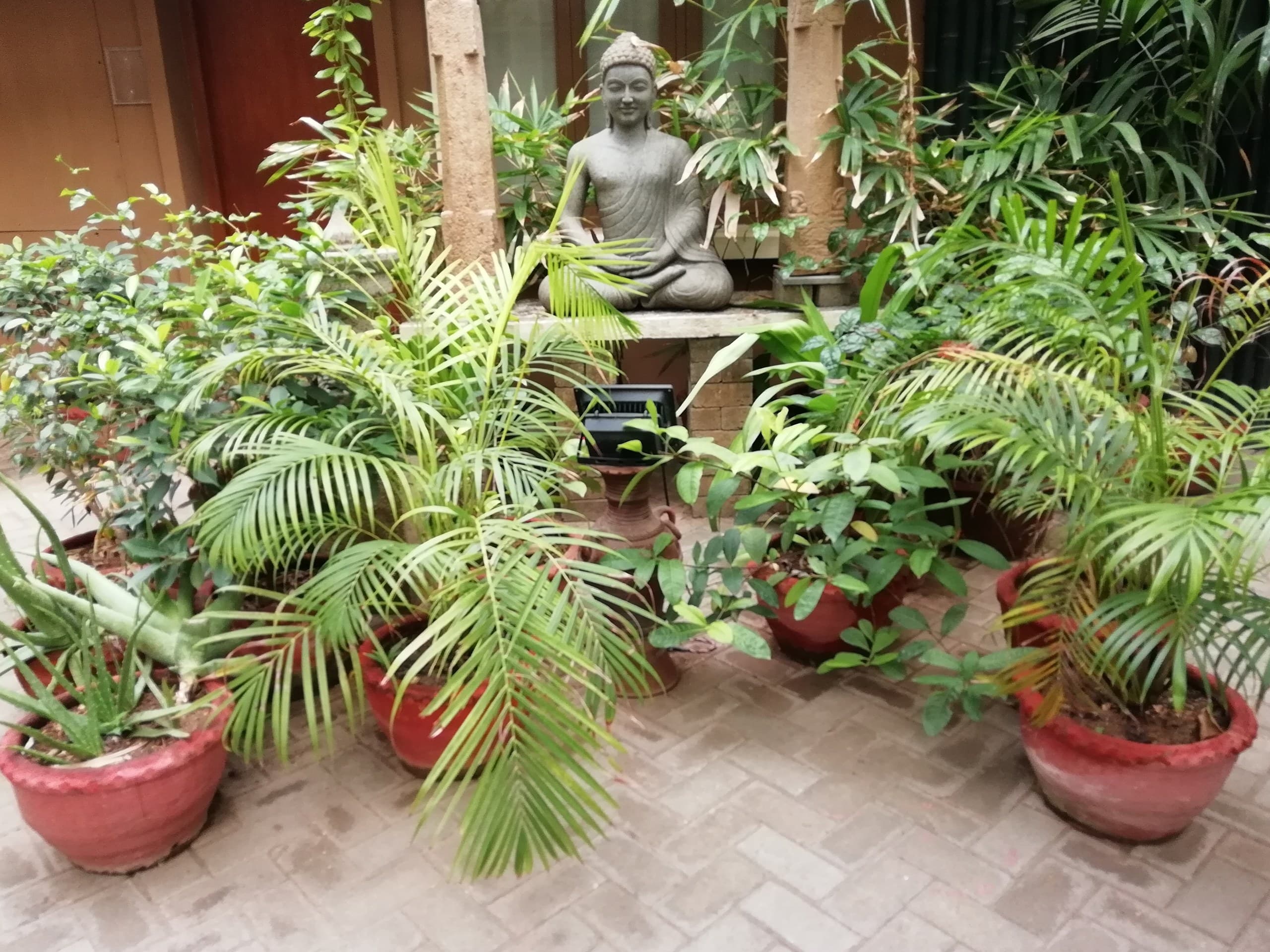 Buddha statue among potted tropical plants