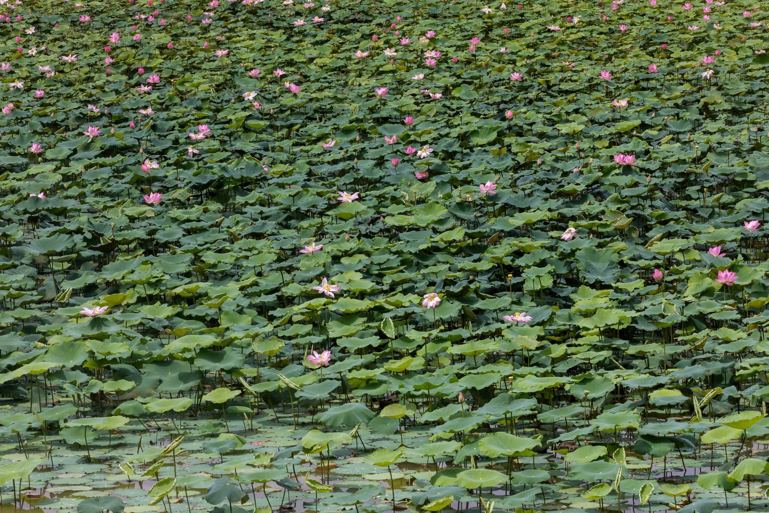 Lotus plants with large round leaves covering a pond