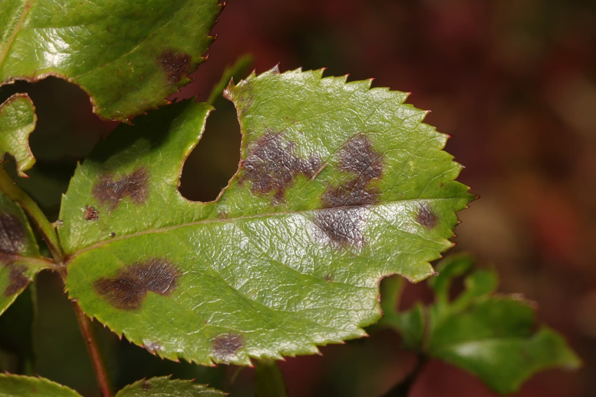 The Ultimate Guide to Common Plant Diseases and How to Treat Them