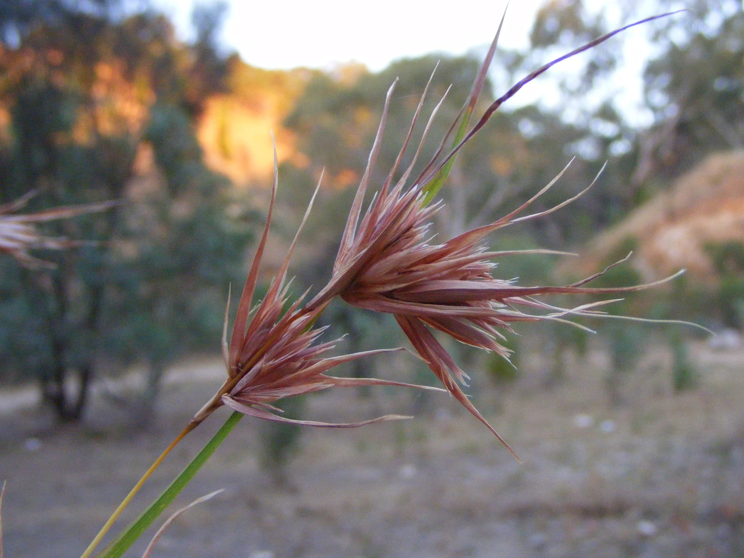 Kangaroo grass (Themeda triandra) seed heads