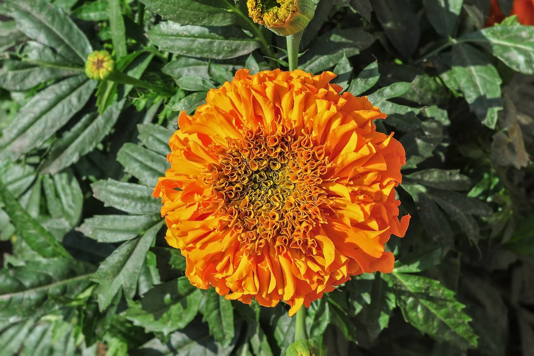 Marigold Flowers: Meaning, Day of the Dead and Growing in Australia