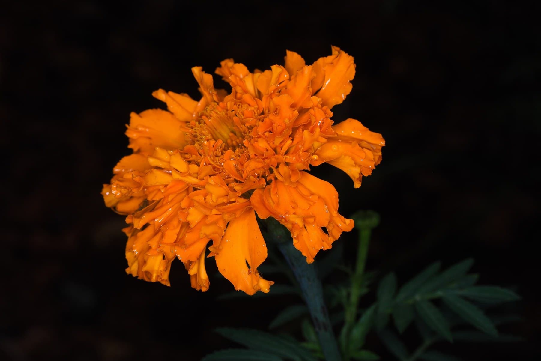 Close-up of an orange marigold flower