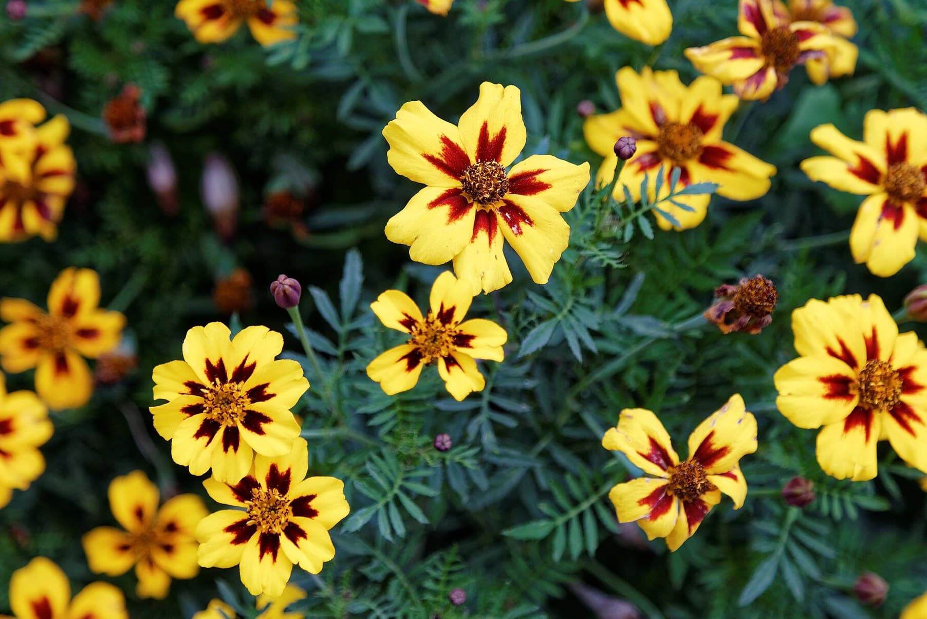 Red and yellow French marigolds (Tagetes patula) in a garden bed