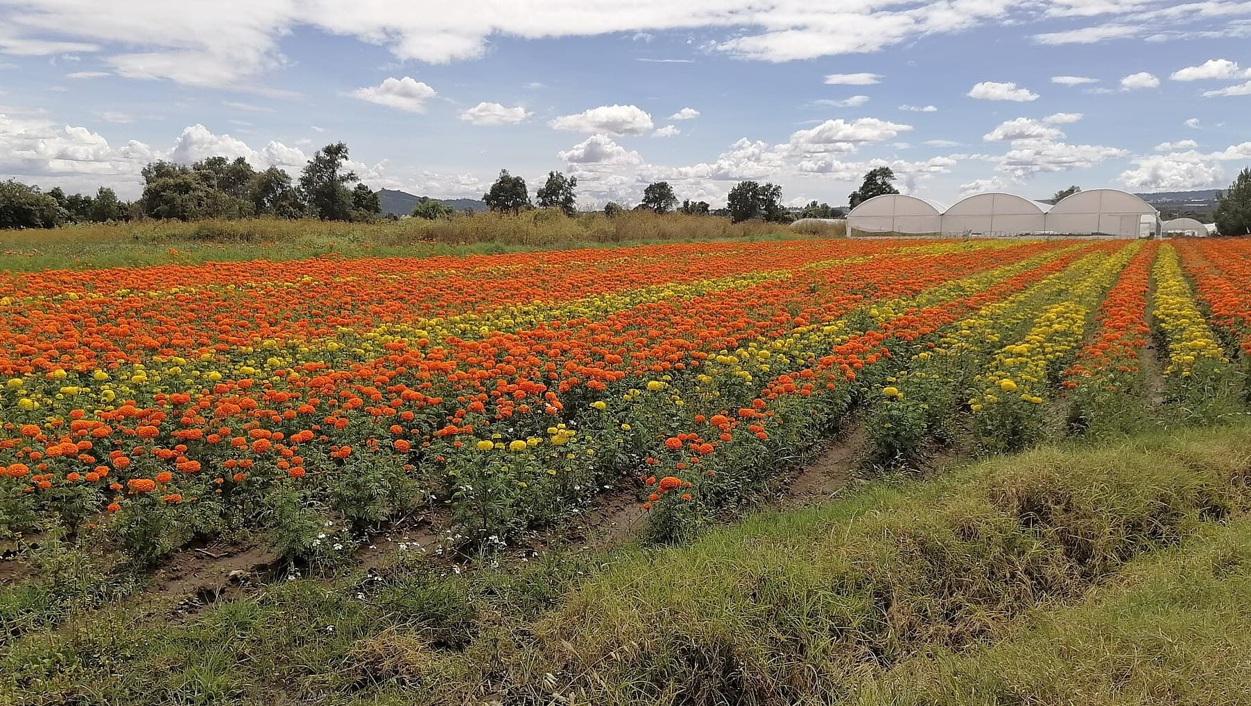 Field of cempasúchil marigolds in bloom in Mexico