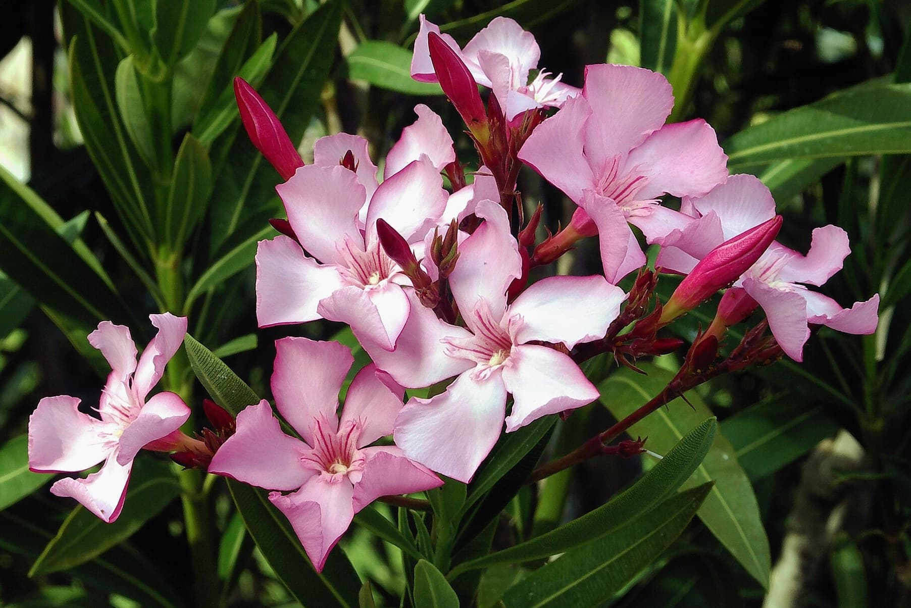 Poisonous Plants and Flowers in Australia and Around the World