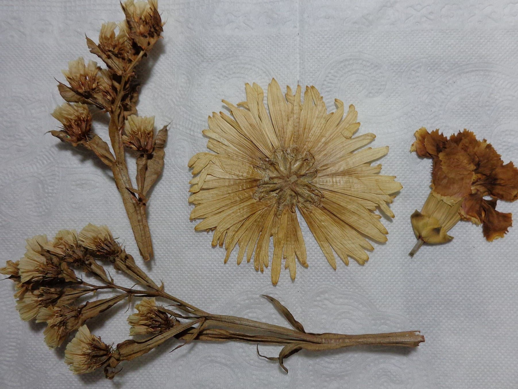 Dried flowers and seed heads laid out on a table