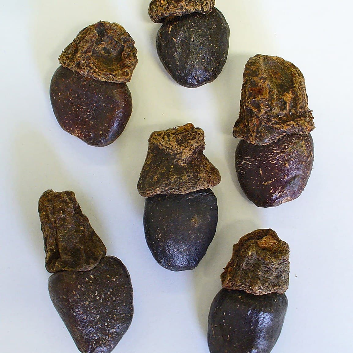 Seeds of the tar tree (Semecarpus anacardium)