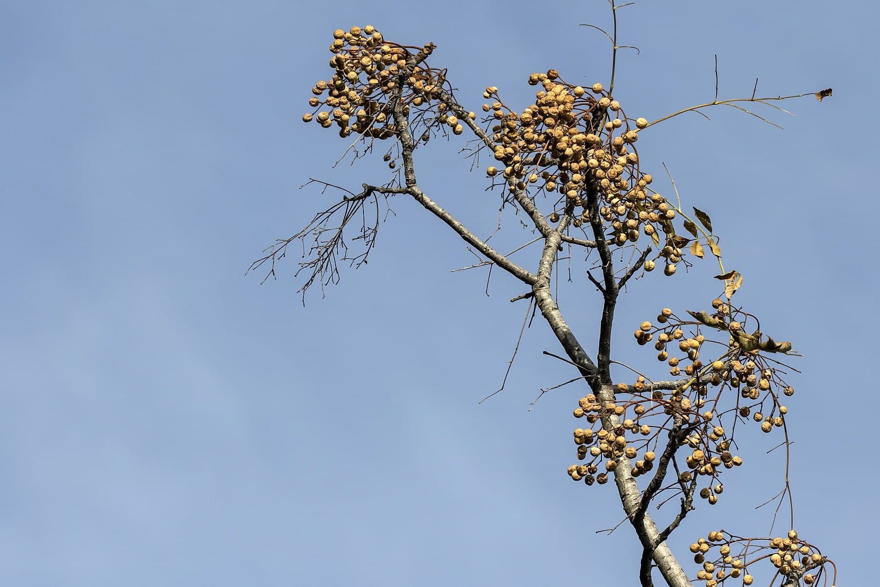 Chinaberry tree (Melia azedarach) branch with fruit
