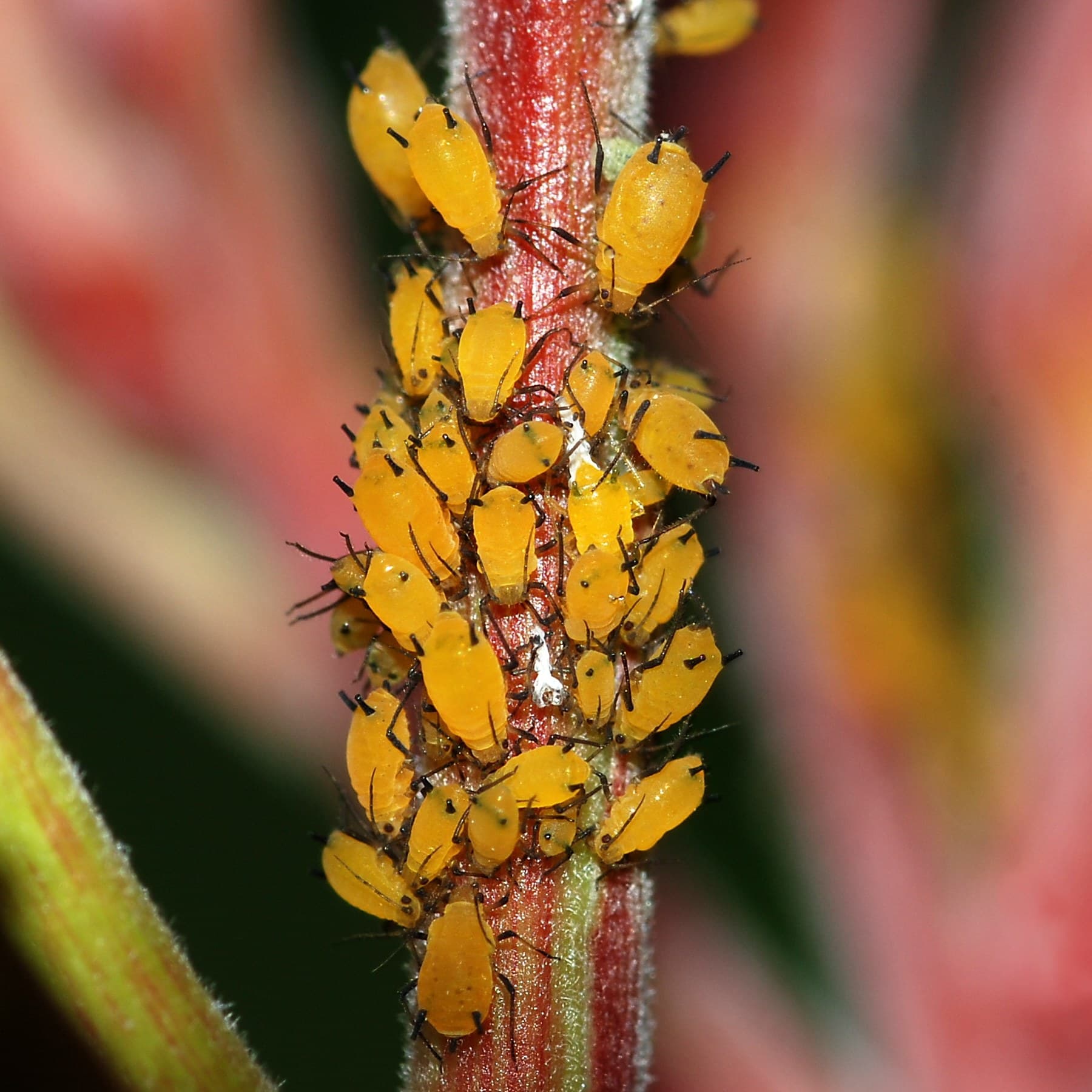 Aphid on rose
