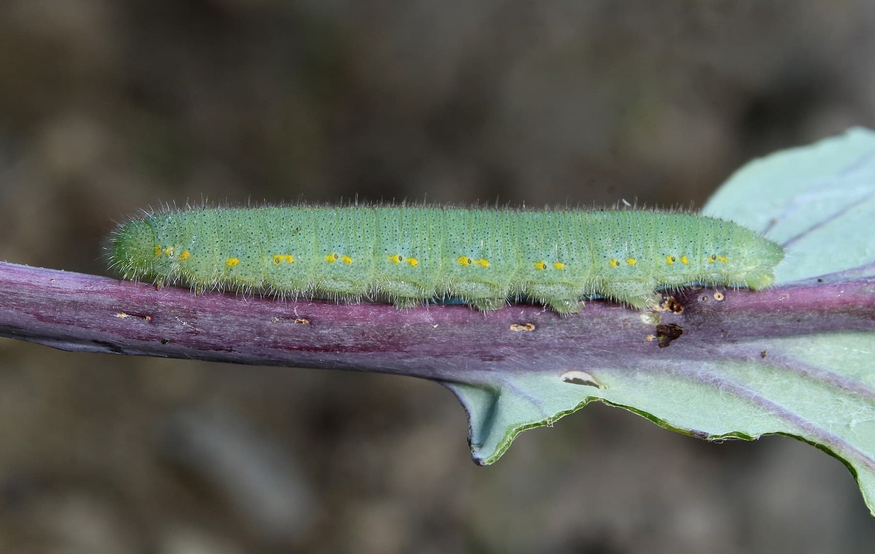 white cabbage caterpillar