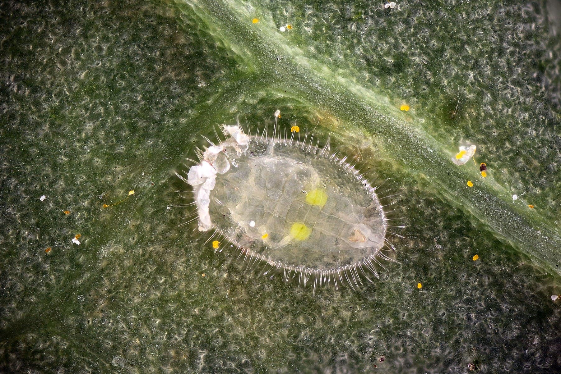whitefly 