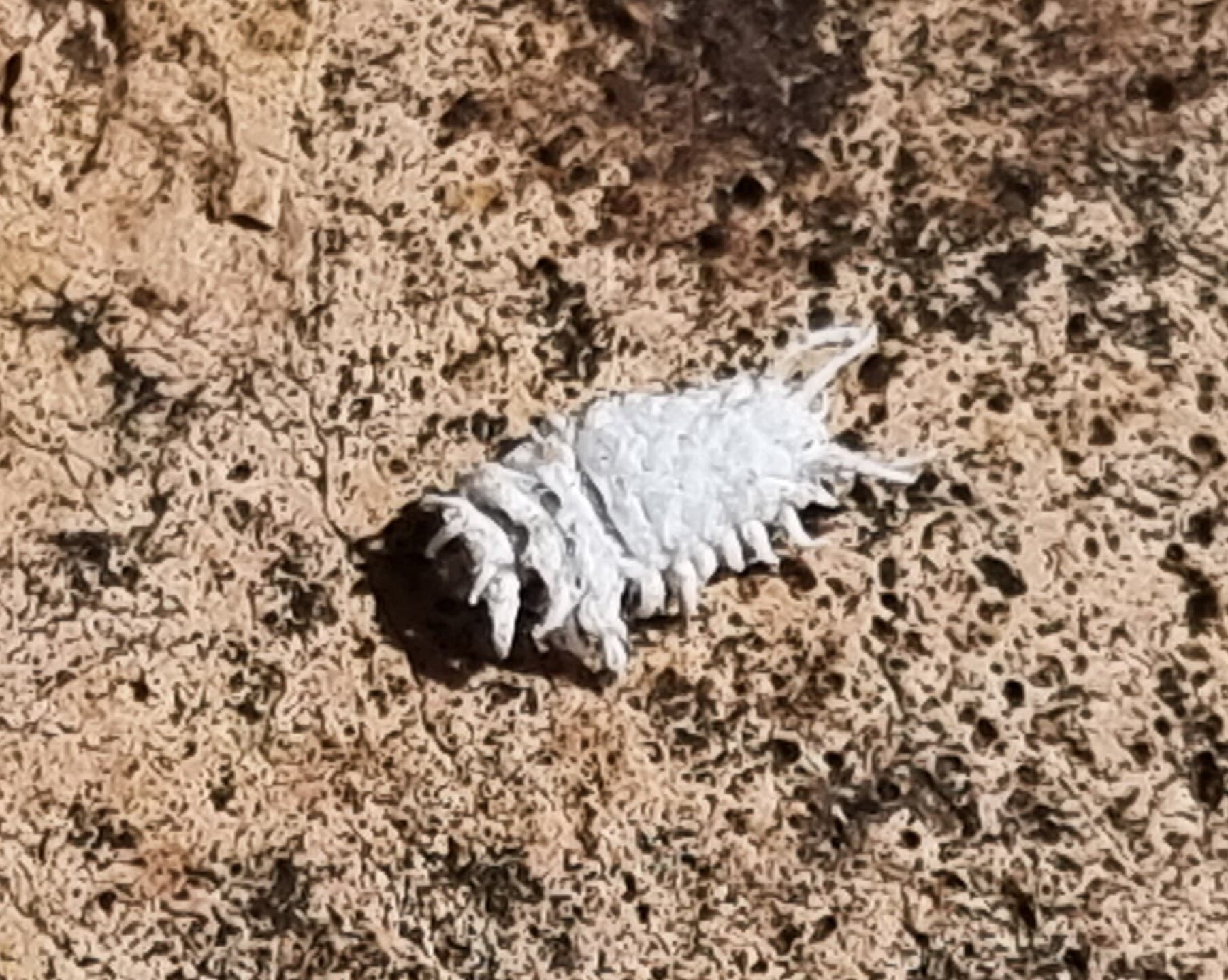 Mealybug on a plant stem