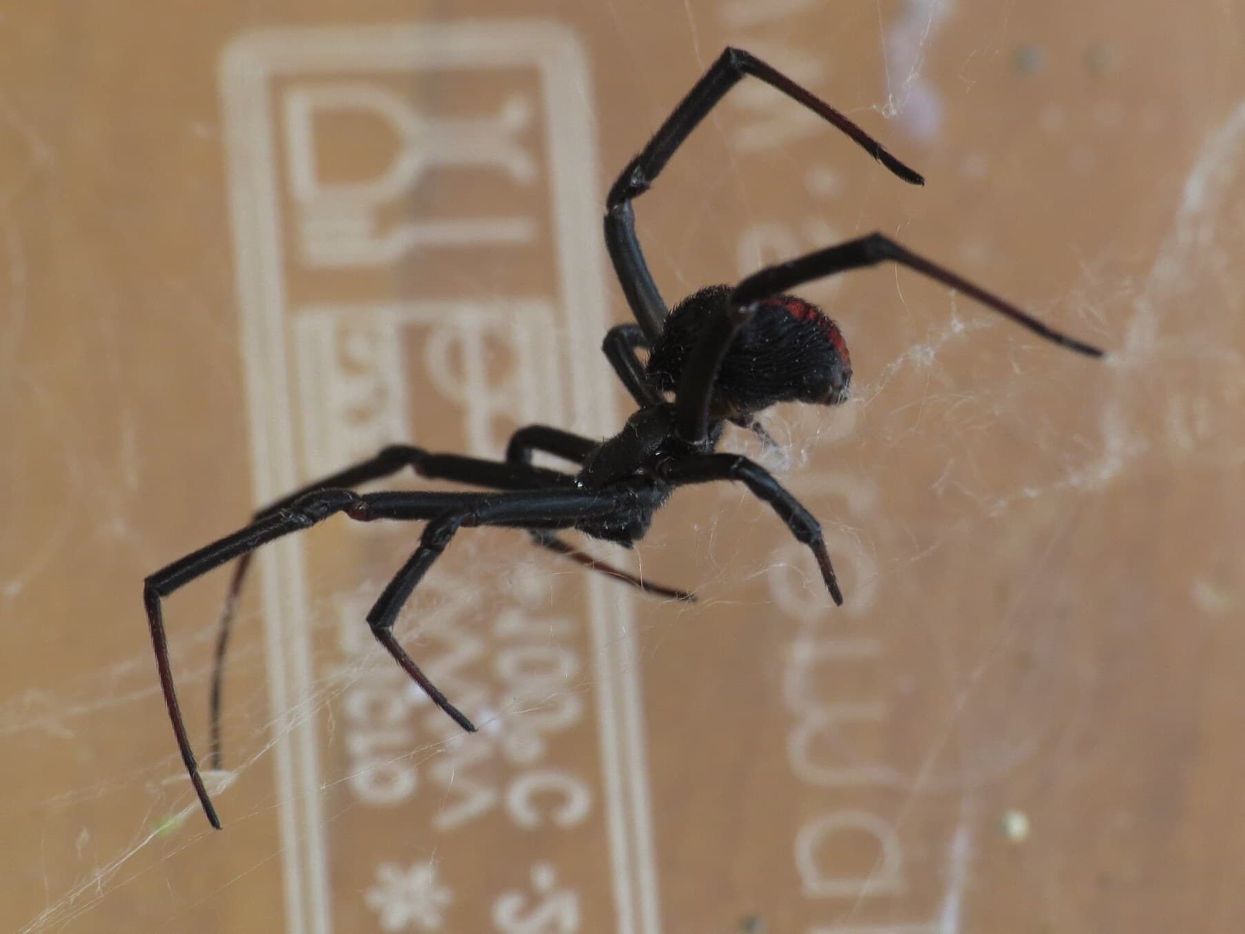 Redback spider (Latrodectus hasselti)