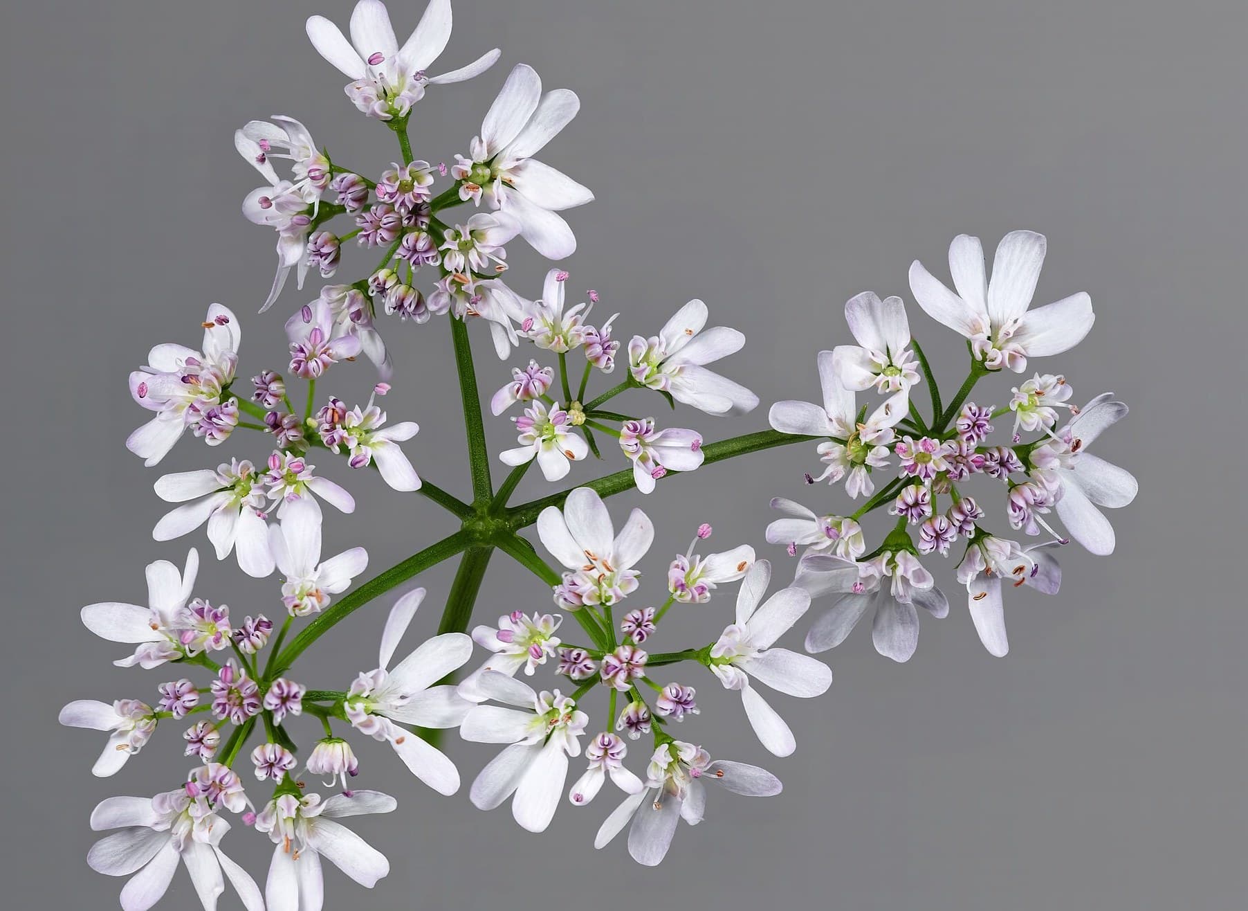 Corianderflower