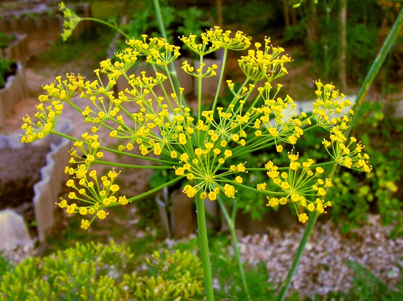 Dill Flower