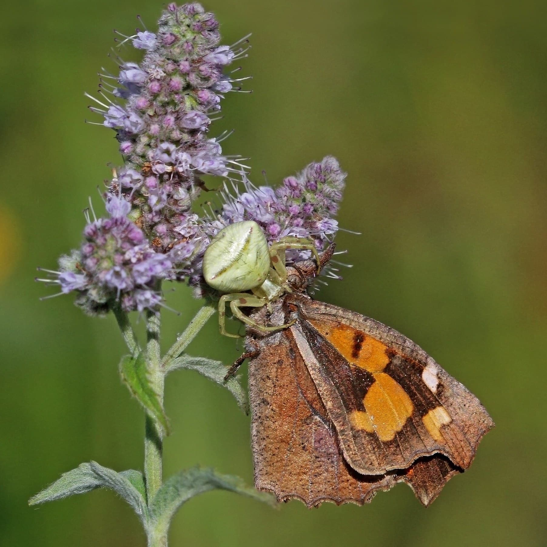 Spearmint flowers with a crab spider and butterfly