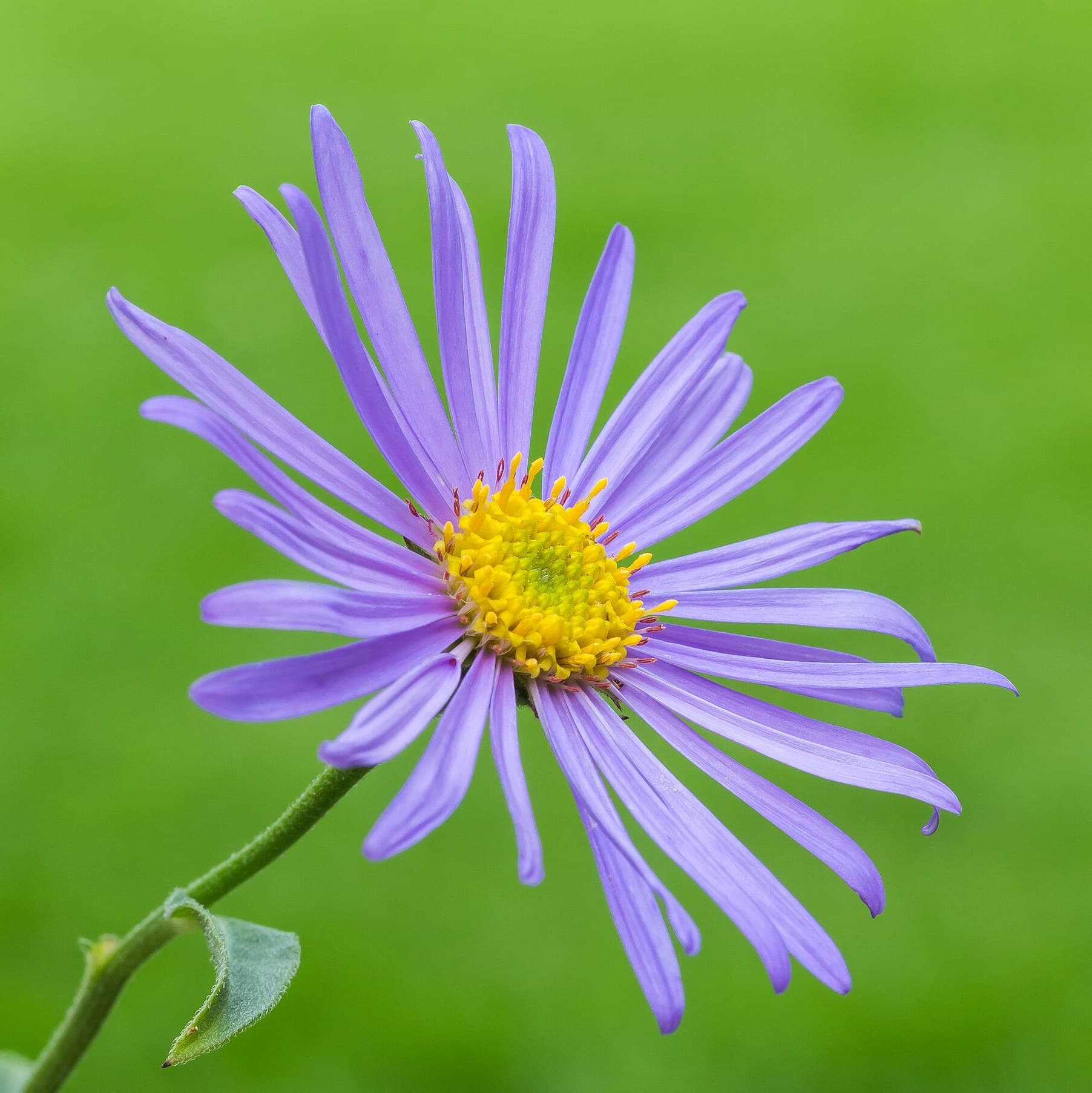 aster flowers