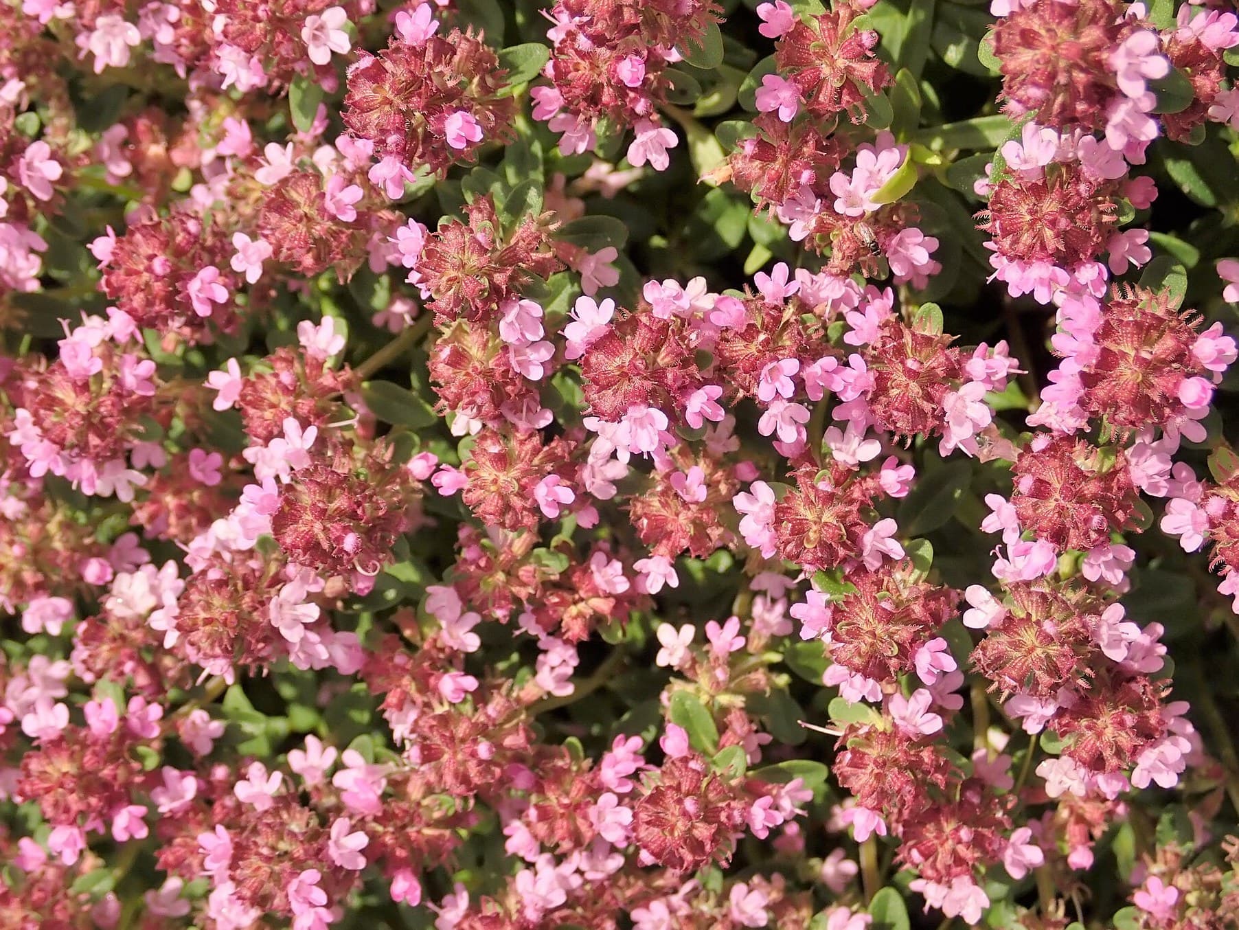 Thymus serpyllum flowers