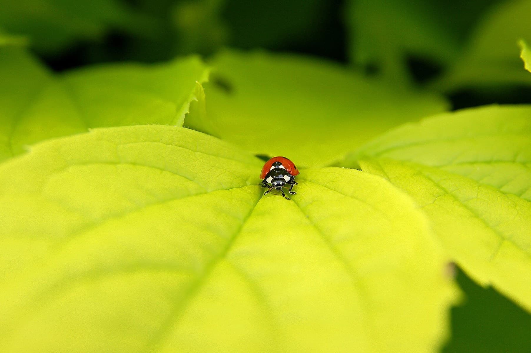 Ladybird