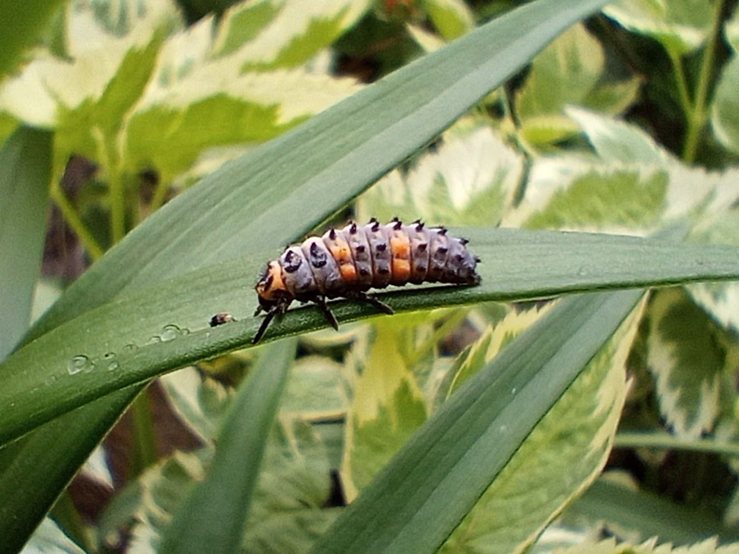 ladybird larvae cluster