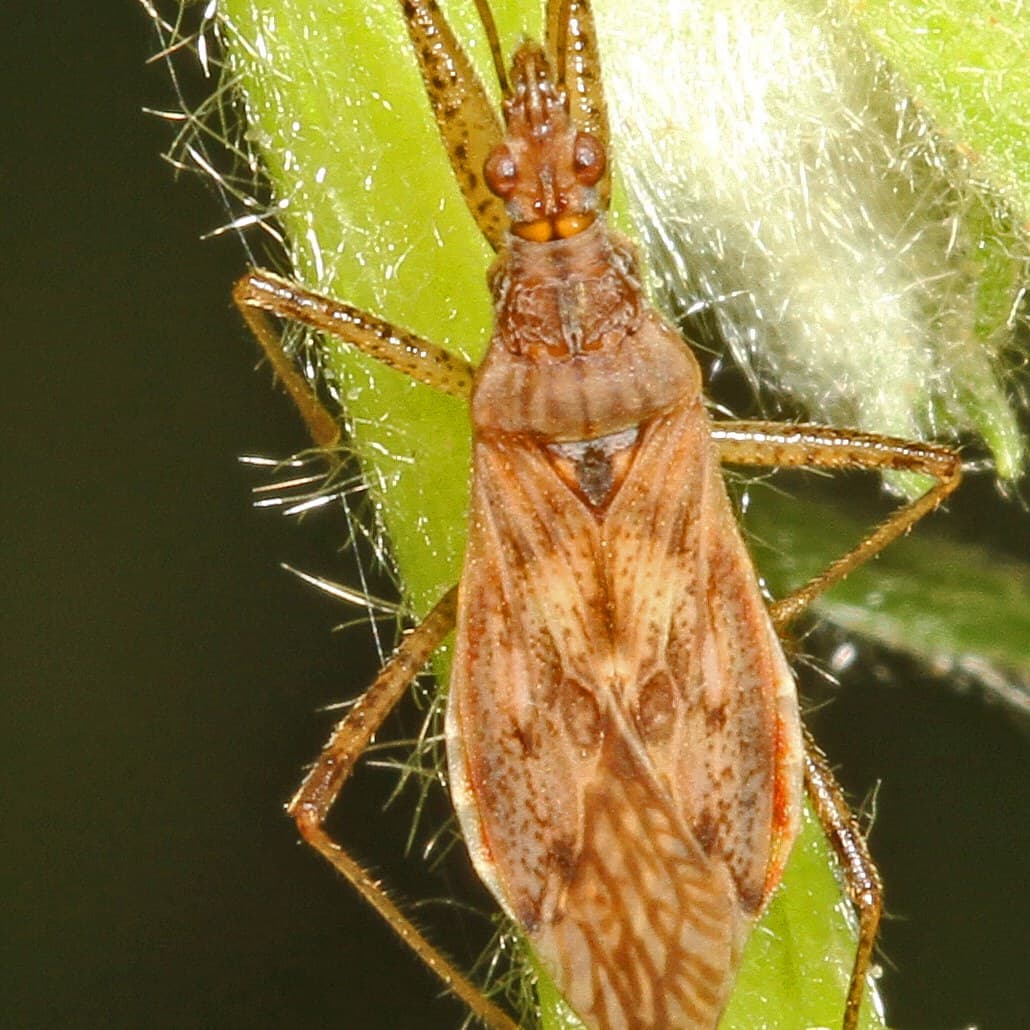 Damsel bug (Nabis species)