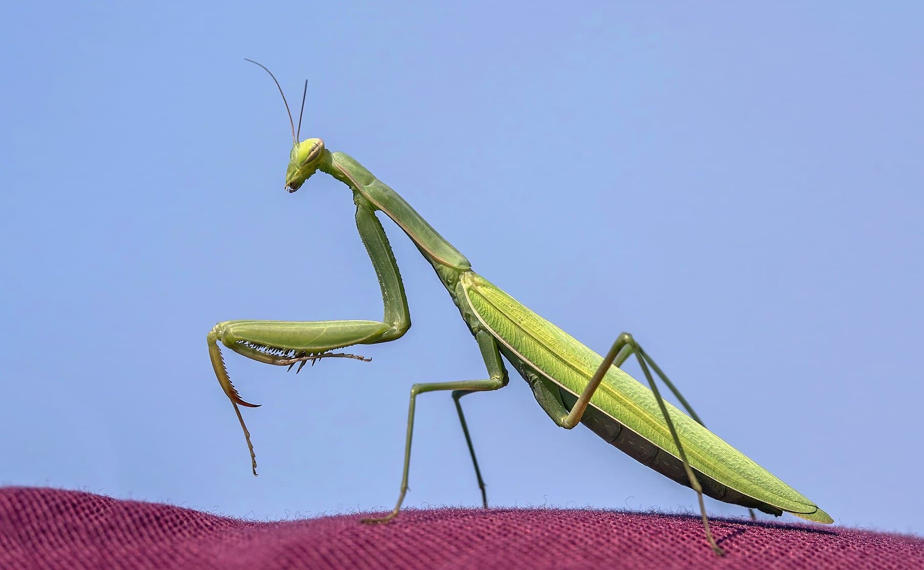 Use Mantis instead of Pesticides